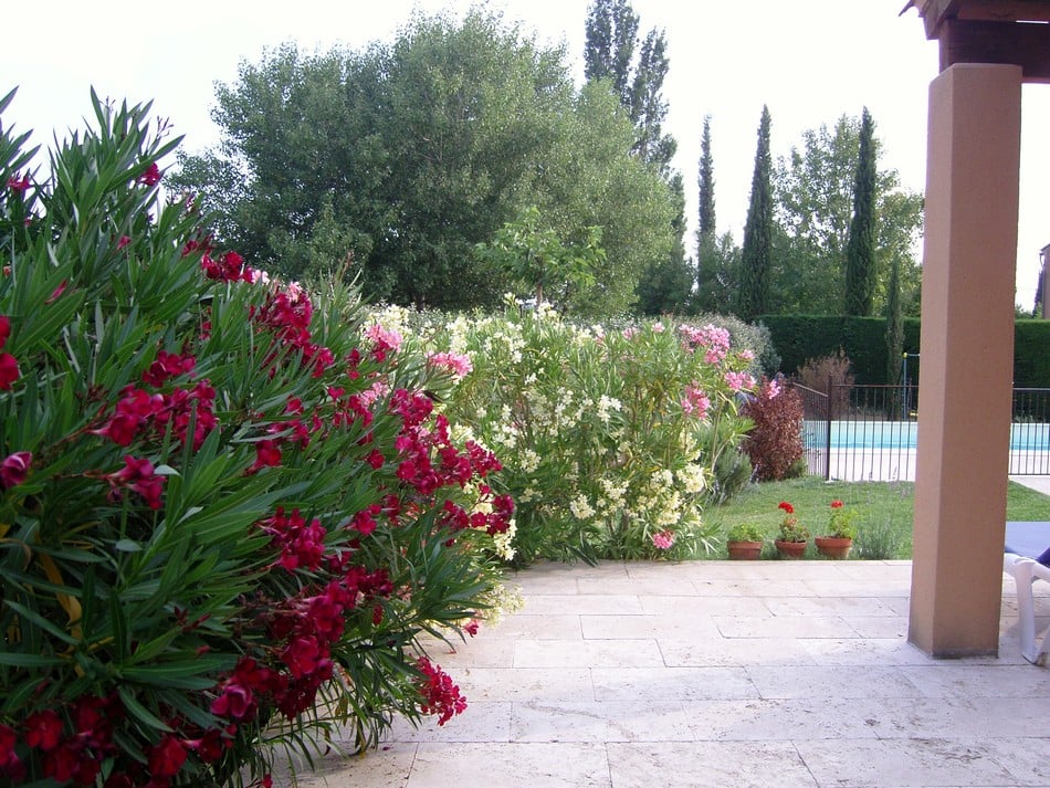 Le jardin fleuri